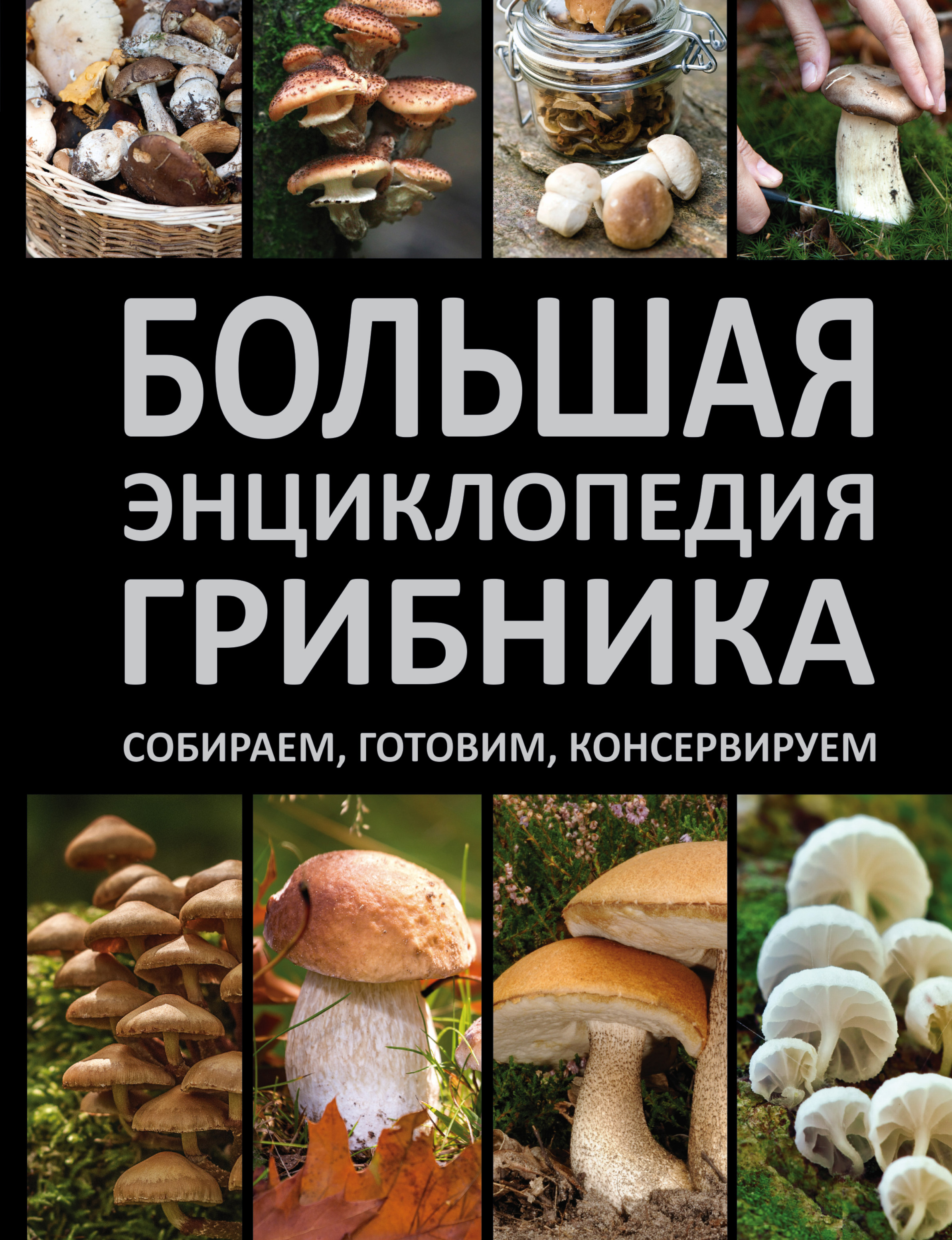 Купить Большой Справочник Грибов В Интернет Магазине