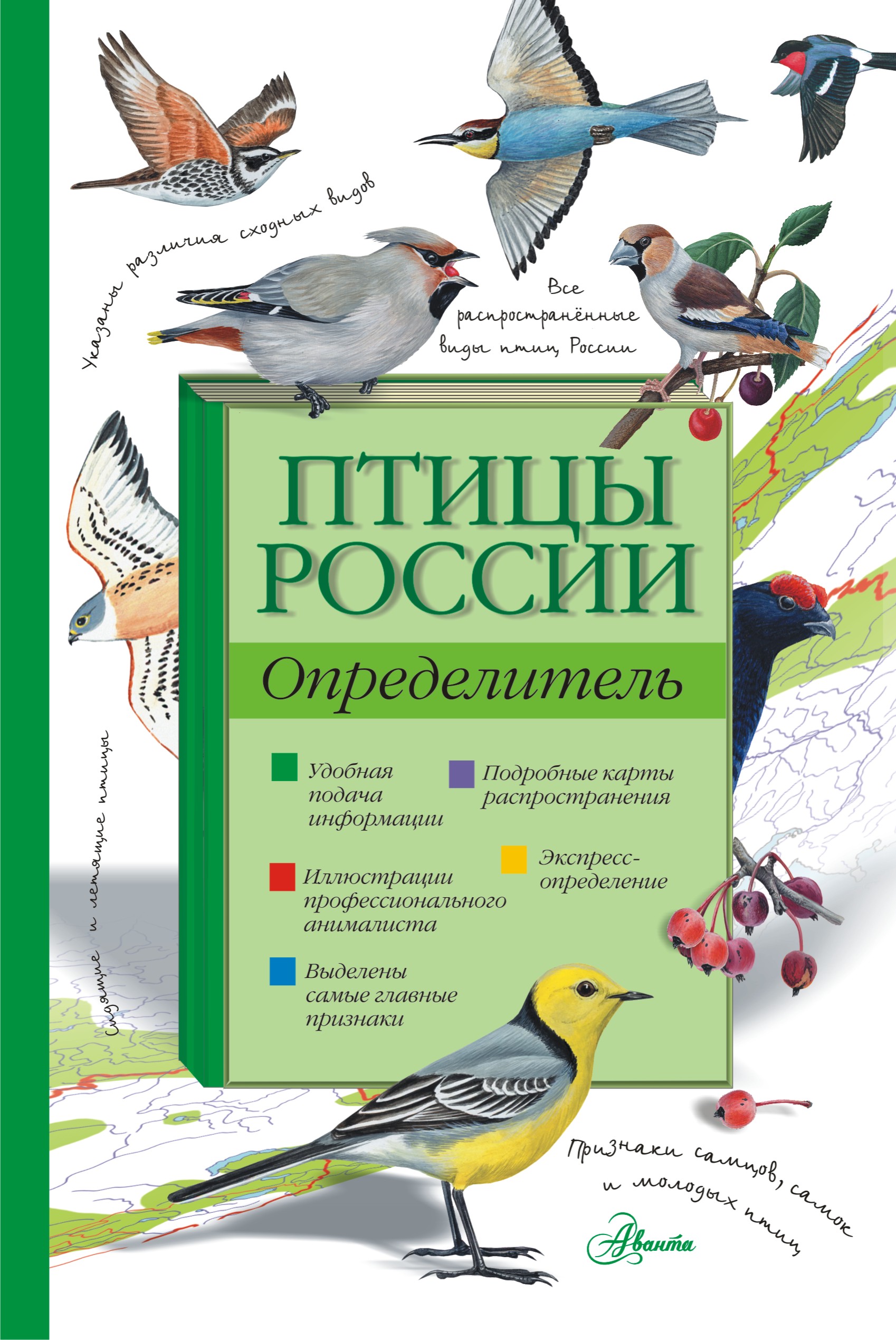 Определитель Птиц По Фото